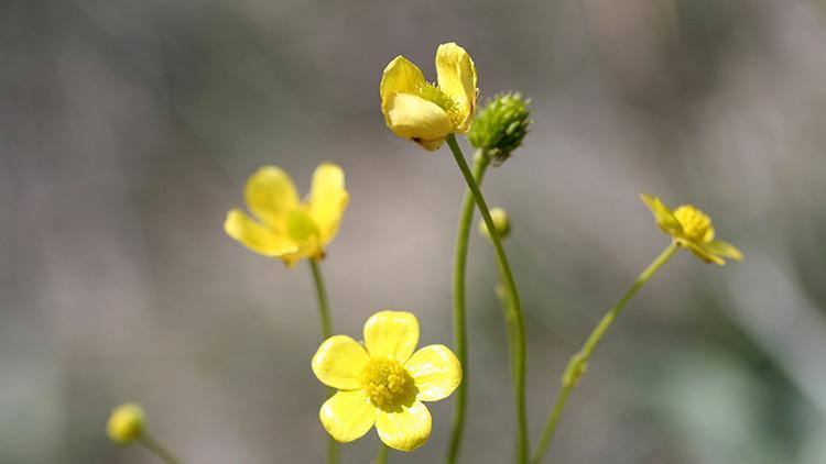 Tuz Gölü havzasında yeni bitki türü keşfedildi! 'Büyük heyecan uyandırdı'