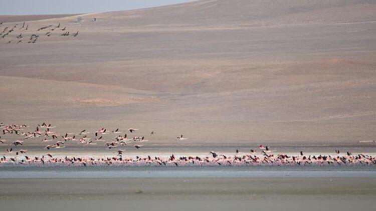 Flamingolar, Düden Gölüne erken geldi