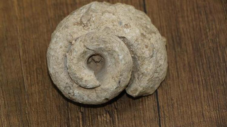 Tarlasında buldu! 70 milyon yıllık...