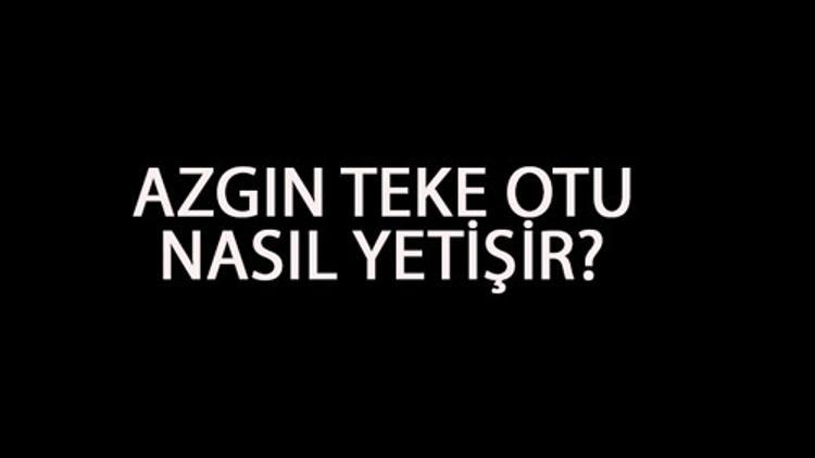 Azgın Teke Otu Nasıl Yetişir? Azgın Teke Otu Türkiye'de En Çok Ve En İyi Nerede Yetişir Ve Nasıl Yetiştirilir?