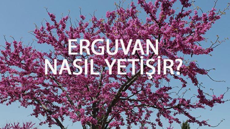 Erguvan Nasıl Yetişir? Erguvan Türkiye'de En Çok Ve En İyi Nerede Yetişir Ve Nasıl Yetiştirilir?