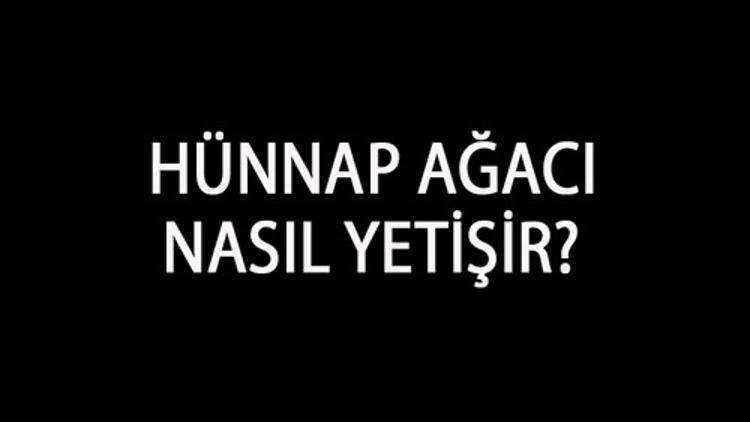 Hünnap Ağacı Nasıl Yetişir? Hünnap Ağacı Türkiye'de En Çok Ve En İyi Nerede Yetişir Ve Nasıl Yetiştirilir?