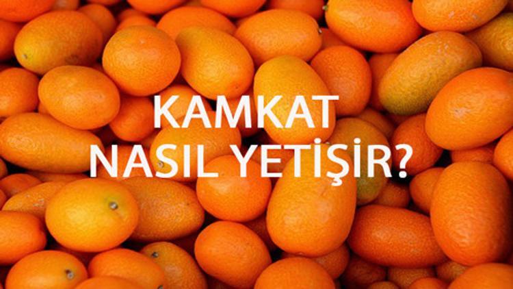 Kamkat Nasıl Yetişir? Kamkat Türkiye'de En Çok Ve En İyi Nerede Yetişir Ve Nasıl Yetiştirilir?