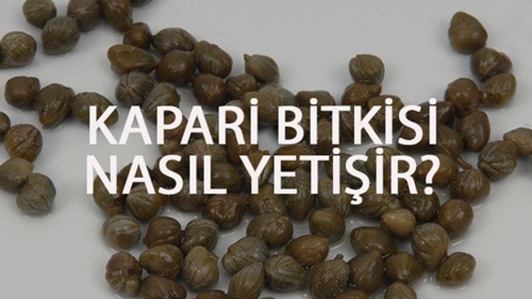 Kapari Bitkisi Nasıl Yetişir? Kapari Bitkisi Türkiye'de En Çok Ve En İyi Nerede Yetişir Ve Nasıl Yetiştirilir?