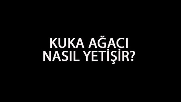 Kuka Ağacı Nasıl Yetişir? Kuka Ağacı Türkiye'de En Çok Ve En İyi Nerede Yetişir Ve Nasıl Yetiştirilir?