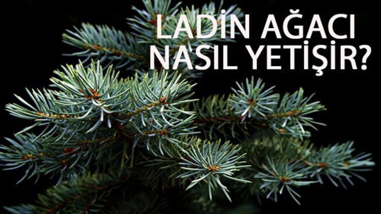 Ladin Ağacı Nasıl Yetişir? Ladin Ağacı Türkiye'de En Çok Ve En İyi Nerede Yetişir Ve Nasıl Yetiştirilir?
