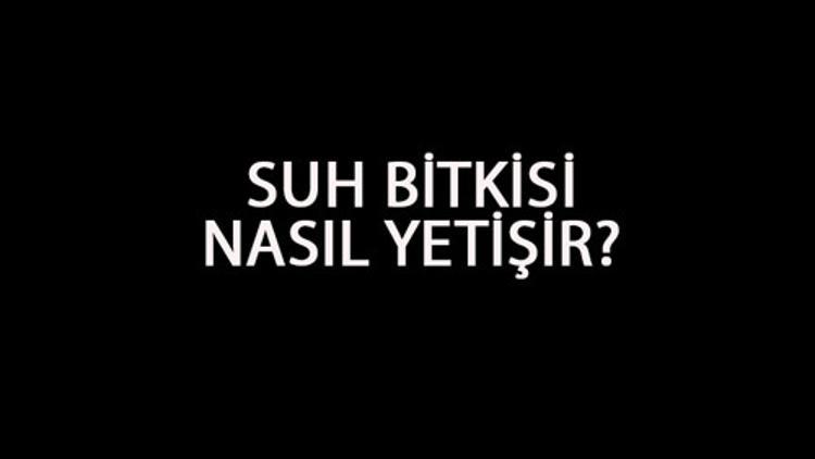 Suh Bitkisi Nasıl Yetişir? Suh Bitkisi Türkiye'de En Çok Ve En İyi Nerede Yetişir Ve Nasıl Yetiştirilir?
