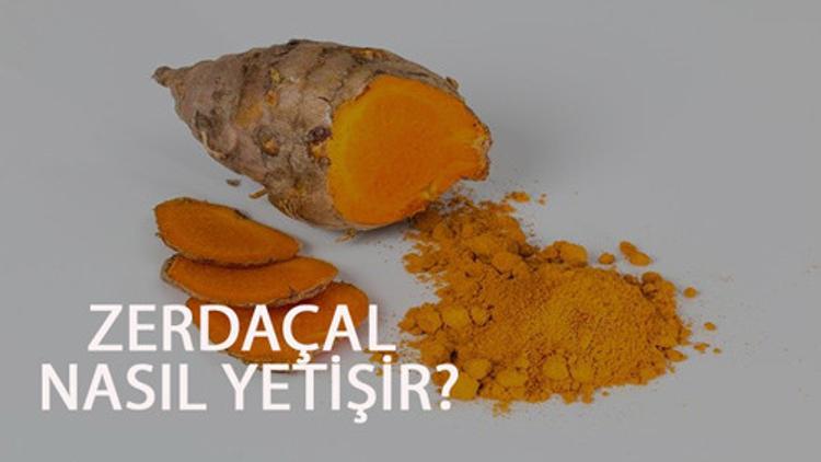 Zerdeçal Nasıl Yetişir? Zerdeçal Türkiye'de En Çok Ve En İyi Nerede Yetişir Ve Nasıl Yetiştirilir?