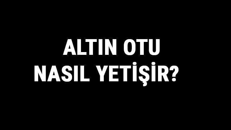 Altın Otu Nasıl Yetişir? Altın Otu Türkiye'de En Çok Ve En İyi Nerede Yetişir Ve Nasıl Yetiştirilir?