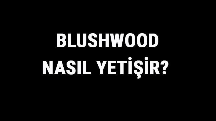 Blushwood Nasıl Yetişir? Blushwood Türkiye'de En Çok Ve En İyi Nerede Yetişir Ve Nasıl Yetiştirilir?