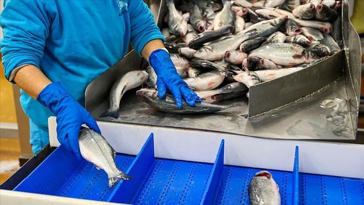 Türkiye en fazla levreği Hollanda'ya, çipurayı İtalya'ya gönderdi