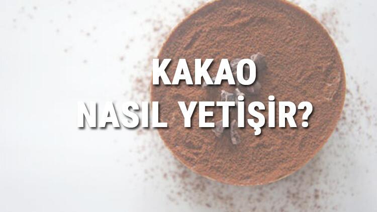 Kakao Nasıl Yetişir? Kakao Türkiye'de En Çok Ve En İyi Nerede Yetişir