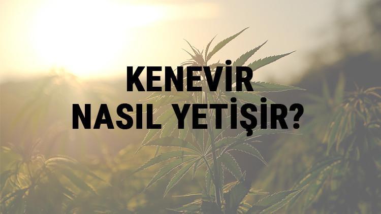 Kenevir Nasıl Yetişir? Kenevir Türkiye'de En Çok Ve En İyi Nerede Yetişir Ve Nasıl Yetiştirilir?