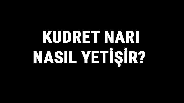 Kudret Narı Nasıl Yetişir? Kudret Narı Türkiye'de En Çok Ve En İyi Nerede Yetişir Ve Nasıl Yetiştirilir?
