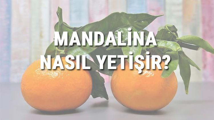 Mandalina Nasıl Yetişir? Mandalina Türkiye'de En Çok Ve En İyi Nerede Yetişir Ve Nasıl Yetiştirilir?