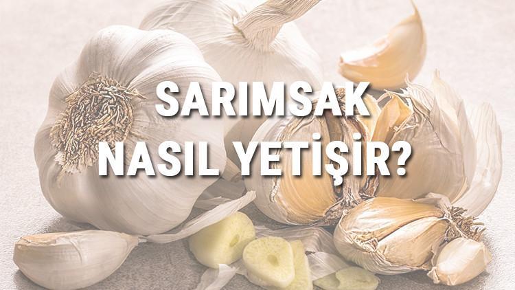 Sarımsak Nasıl Yetişir? Sarımsak Türkiye'de En Çok Ve En İyi Nerede Yetişir Ve Nasıl Yetiştirilir?