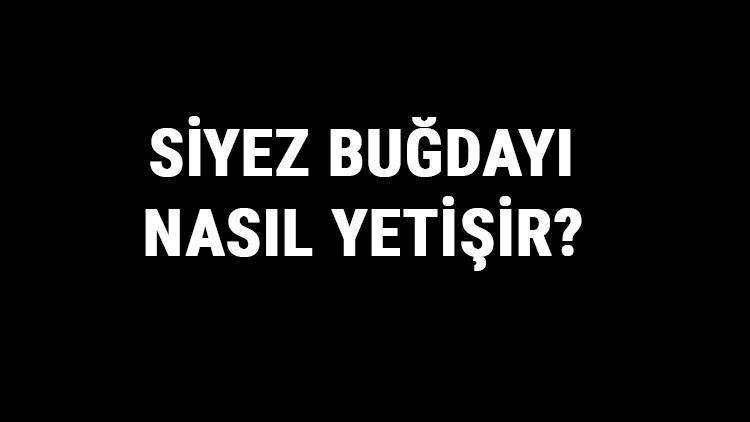 Siyez Buğdayı Nasıl Yetişir? Siyez Buğdayı Türkiye'de En Çok Ve En İyi Nerede Yetişir Ve Nasıl Yetiştirilir?