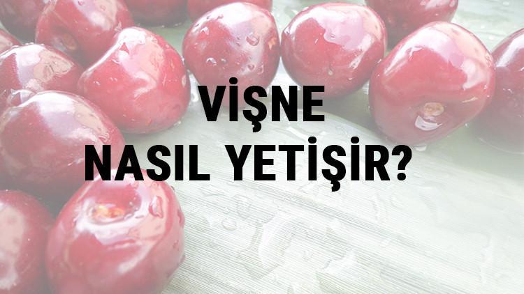 Vişne Nasıl Yetişir? Vişne Türkiye'de En Çok Ve En İyi Nerede Yetişir Ve Nasıl Yetiştirilir?