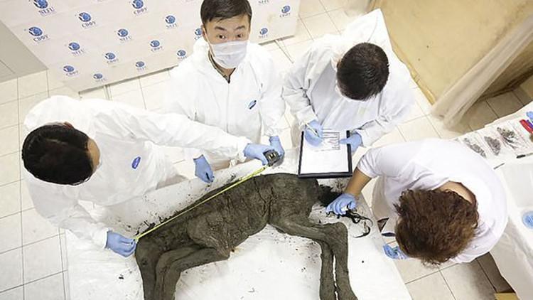 Bilim insanları 50 bin yıl öncesinin virüslerini araştırmaya başladı