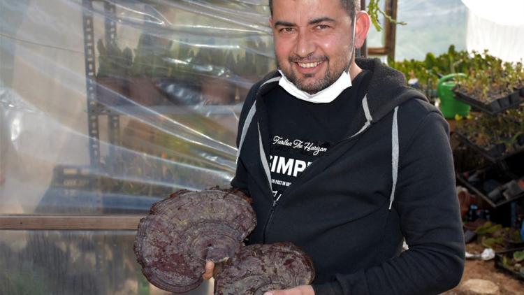 Marmaris’te yetişiyor! Kilosu 5 bin liradan satılıyor