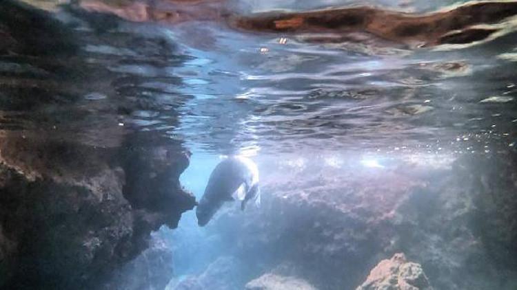 Nesli tükenme tehlikesi altında... Antalya'da Akdeniz foku görüntülendi