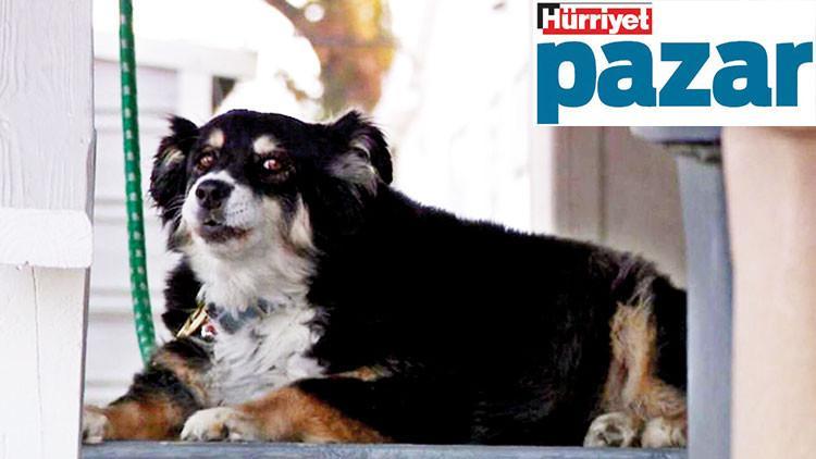 Şanslı köpek seni!