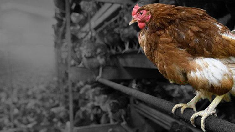 Koronavirüsten sonra bir şok daha! Dünyada ilk kez tespit edildi