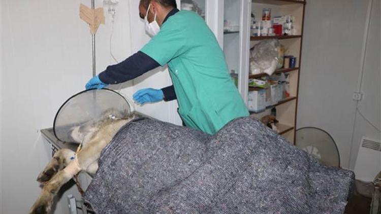 Yüksekova’da endişe yaratan kurt yakalandı