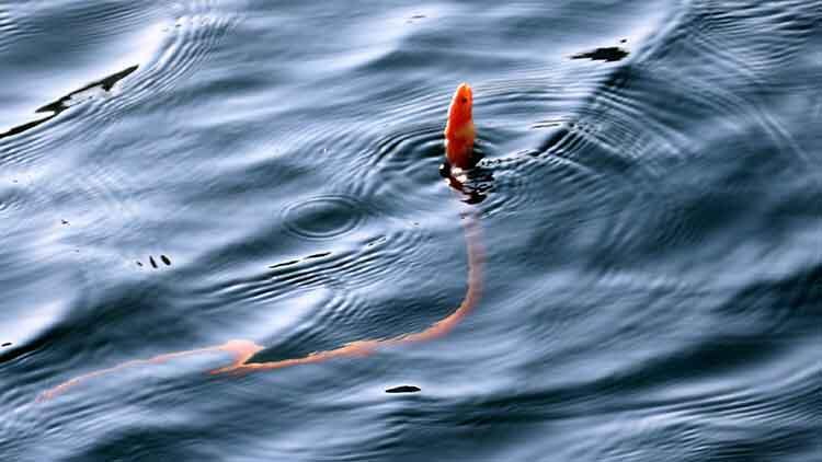 'Yılan kurdu balığı' Çanakkale Boğazı'nda görüntülendi