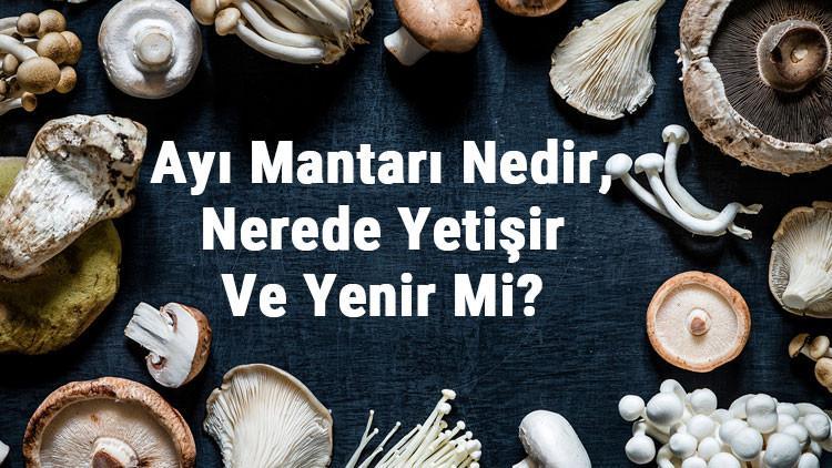 Ayı Mantarı Nedir, Nerede Yetişir Ve Yenir Mi? Ayı Mantarı Faydaları, Yetiştiriciliği Ve Özellikleri