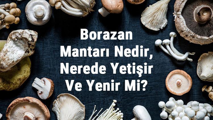 Borazan Mantarı Nedir, Nerede Yetişir Ve Yenir Mi? Borazan Mantarı Faydaları, Yetiştiriciliği Ve Özellikleri