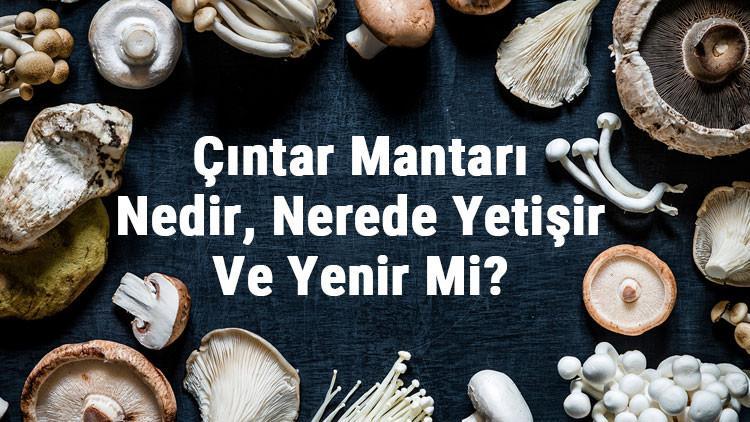 Çıntar Mantarı Nedir, Nerede Yetişir Ve Yenir Mi? Çıntar Mantarı Faydaları, Yetiştiriciliği Ve Özellikleri
