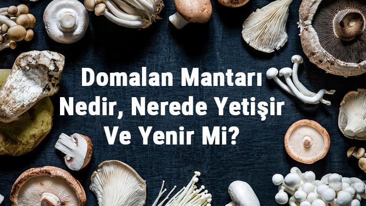 Domalan Mantarı Nedir, Nerede Yetişir Ve Yenir Mi? Domalan Mantarı Faydaları, Yetiştiriciliği Ve Özellikleri