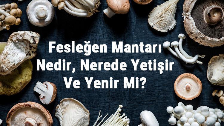 Fesleğen Mantarı Nedir, Nerede Yetişir Ve Yenir Mi? Fesleğen Mantarı Faydaları, Yetiştiriciliği Ve Özellikleri