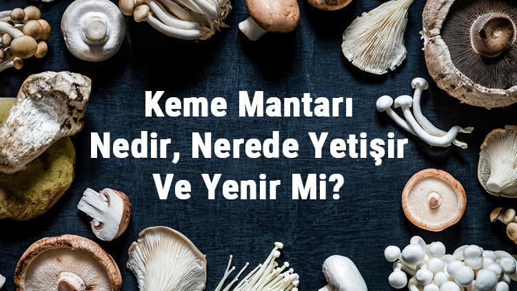 Keme Mantarı Nedir, Nerede Yetişir Ve Yenir Mi? Keme Mantarı Faydaları, Yetiştiriciliği Ve Özellikleri