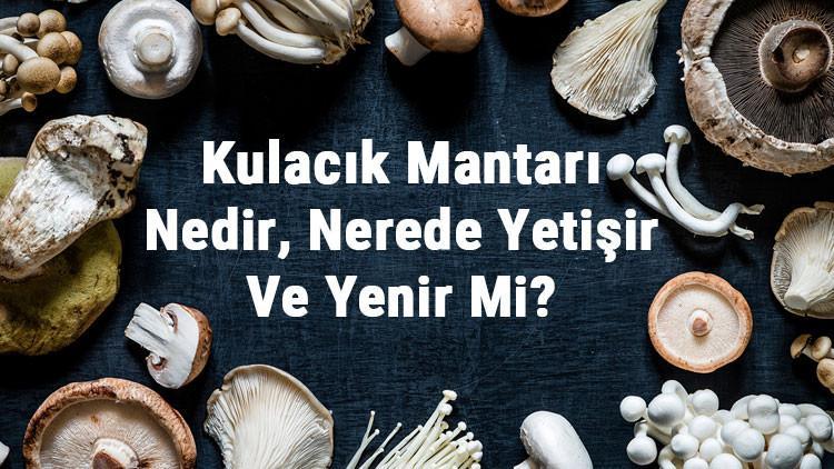 Kulacık Mantarı Nedir, Nerede Yetişir Ve Yenir Mi? Kulacık Mantarı Faydaları, Yetiştiriciliği Ve Özellikleri
