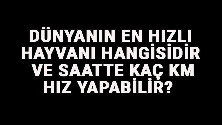 Dünyanın En Hızlı Hayvanı Hangisidir Ve Saatte Kaç Km Hız Yapabilir? Dünyanın En Hızlı Hayvanları Sıralaması Ve Listesi