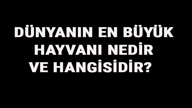 Dünyanın En Büyük Hayvanı Nedir Ve Hangisidir? Dünyanın En Büyük Hayvanlarının İsimleri