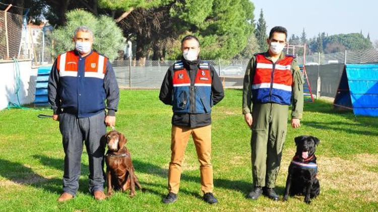Jandarmanın 'hassas burunlarına' zorlu eğitim