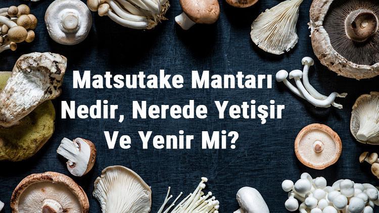 Matsutake Mantarı Nedir, Nerede Yetişir Ve Yenir Mi? Matsutake Mantarı Faydaları, Yetiştiriciliği Ve Özellikleri