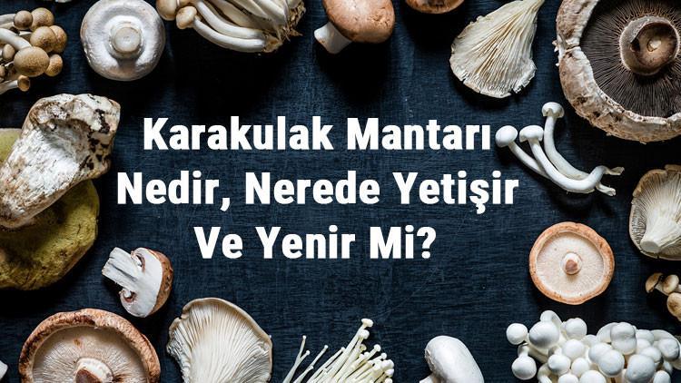 Karakulak Mantarı Nedir, Nerede Yetişir Ve Yenir Mi? Karakulak Mantarı Faydaları, Yetiştiriciliği Ve Özellikleri