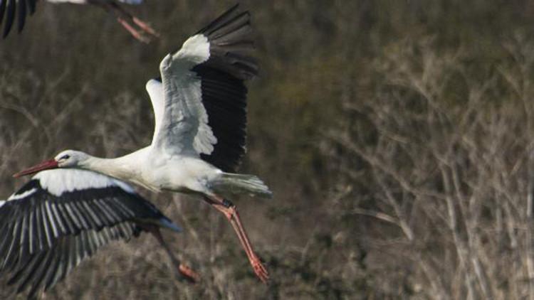 Mısır'dan yola çıkan 8 yaşındaki 'Leylek Jonas', göç yolunda fotoğraflandı