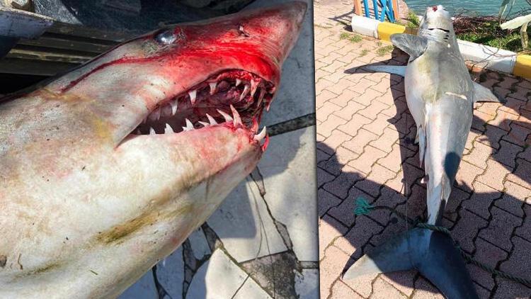 Antalyada şaşkına çeviren görüntü Köpek balığı ölüsü sahile vurdu