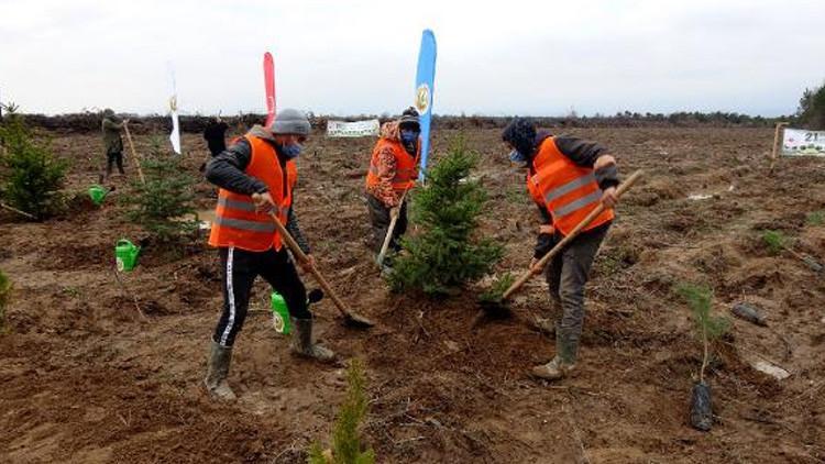 Edirne'de yanan ormanlar ağaçlandırılıyor