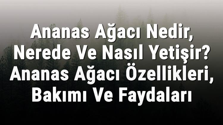 Ananas Ağacı Nedir, Nerede Ve Nasıl Yetişir? Ananas Ağacı Özellikleri, Bakımı Ve Faydaları Hakkında Bilgi