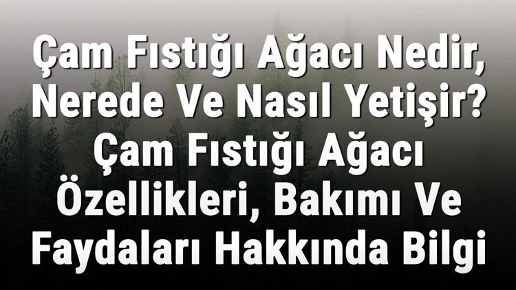 Cam Fistigi Agaci Nedir Nerede Ve Nasil Yetisir Cam Fistigi Agaci Ozellikleri Bakimi Ve Faydalari Hakkinda