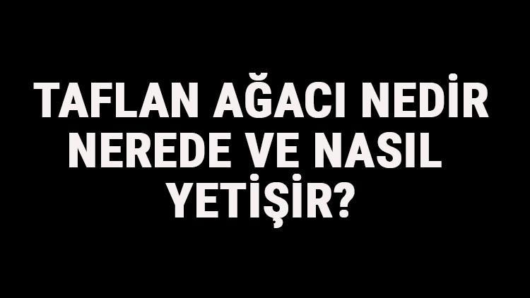 Taflan Ağacı Nedir, Nerede Ve Nasıl Yetişir? Taflan Ağacı Özellikleri, Bakımı Ve Faydaları Hakkında Bilgi