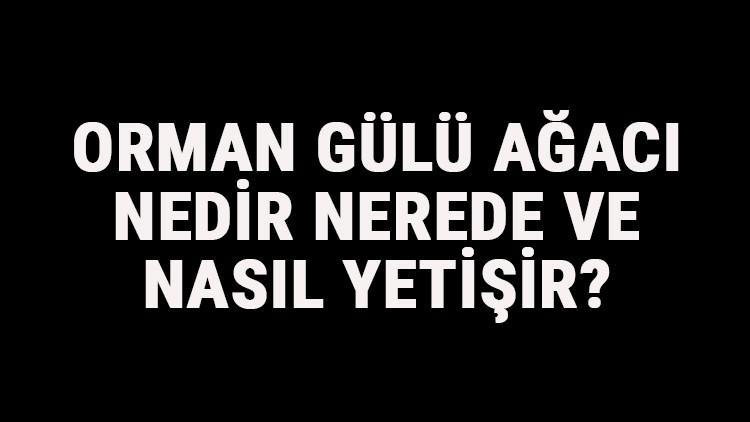 Orman Gülü Ağacı Nedir, Nerede Ve Nasıl Yetişir? Orman Gülü Ağacı Özellikleri, Bakımı Ve Faydaları Hakkında Bilgi