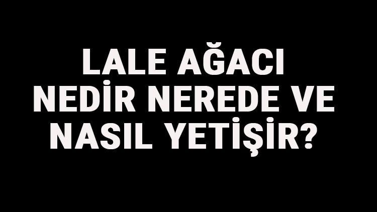 Lale Ağacı Nedir, Nerede Ve Nasıl Yetişir? Lale Ağacı Özellikleri, Bakımı Ve Faydaları Hakkında Bilgi
