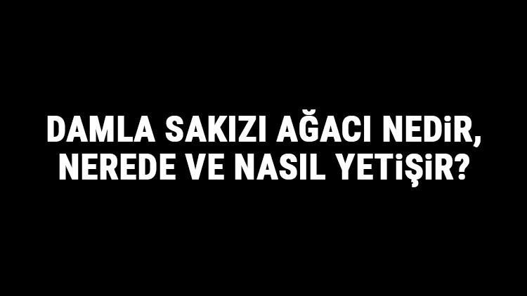 Damla Sakızı Ağacı Nedir, Nerede Ve Nasıl Yetişir? Damla Sakızı Ağacı Özellikleri, Bakımı Ve Faydaları Hakkında Bilgi